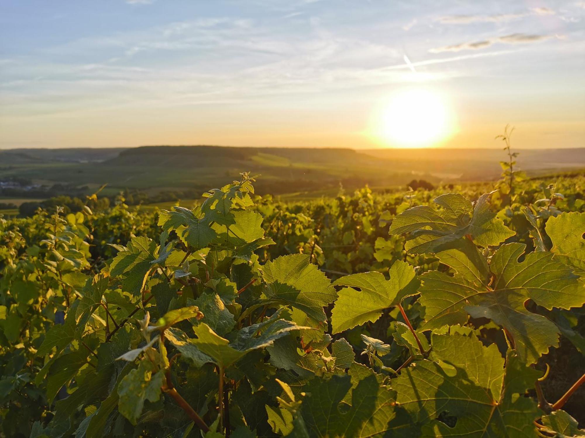Hostellerie Briqueterie & Spa Champagne 비나이 외부 사진 Vineyards in the Moselle region